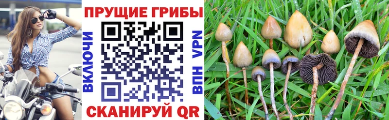 Галлюциногенные грибы Psilocybe  Прокопьевск 